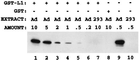 The Adenovirus Iva Protein Interacts With A Bacterially Expressed