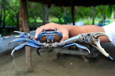 El cangrejo azul, una especie perseguida en Tabasco