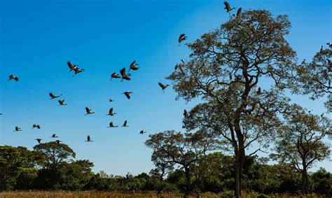 Pol Cia Cumpre Mandados Por Crimes Ambientais No Pantanal Gigante