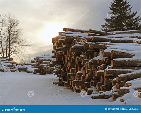 Rvores De Madeira Coletadas Na Neve De Inverno Foto De Stock Imagem