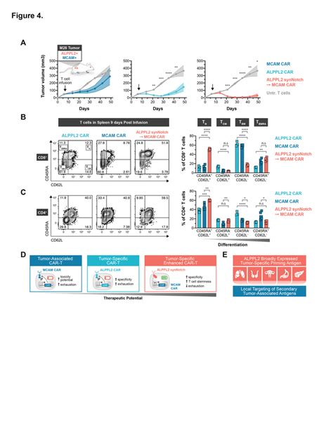 Synnotch Car Circuit T Cells Exhibit Superior Efficacy And Persistence