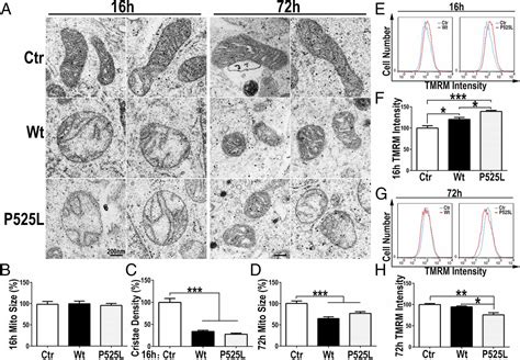 Fus Interacts With Atp Synthase Beta Subunit And Induces Mitochondrial