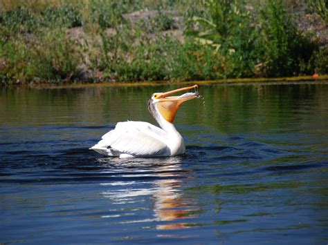 Balancing fish and pelican conservation | Idaho Fish and Game