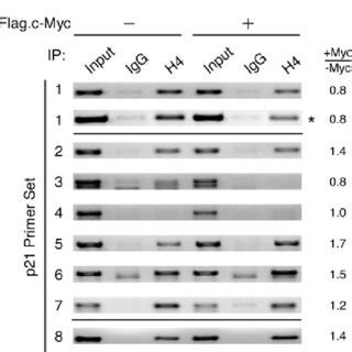 C Myc Competes HNF4 Off The Distal And Proximal Sp1 Sites Of The P21