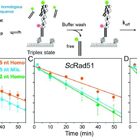 Trrad51 Stabilizes Mismatched Triplex State Dna Single Molecule