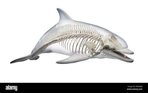 Dolphins Skeletal System Illustration Stock Photo Alamy