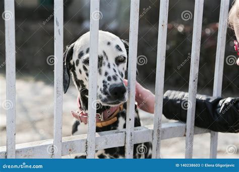 Little Girl Looking To Adopt A Dalmatian Dog From Animal Shelter Stock