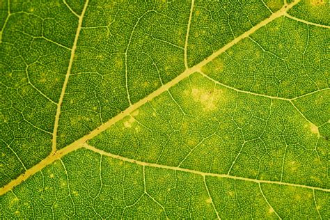 Plant Leaf Veins Green Macro Hd Phone Wallpaper Peakpx