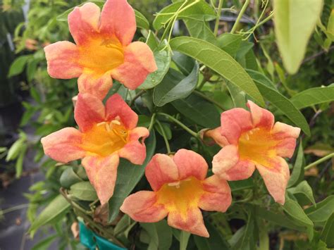 Tangerine Beauty Crossvine Backbone Valley Nursery