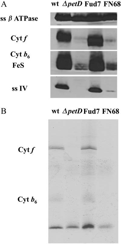 Biochemical Characterization Of The Cyt B 6 F Complex In The Fn68