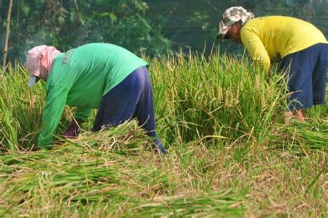 P15k Payout Sa Rice Farmers Tatapusin Na Pilipino Star Ngayon