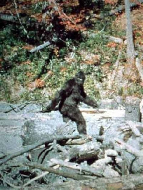 Bigfoot Video Leaves Sceptics Stunned The Advertiser