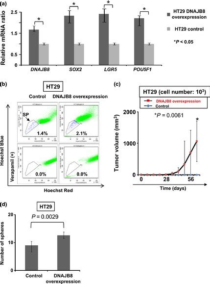 DNAJB8 Gene Overexpression Experiments In HT29 Cells A Quantitative