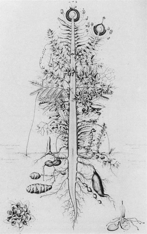 Goethes Concept Of The Uhrpflanze Plant Illustration Fungi