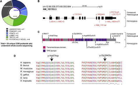 Biallelic Mutations In Tmtc Encoding A Transmembrane And Tpr