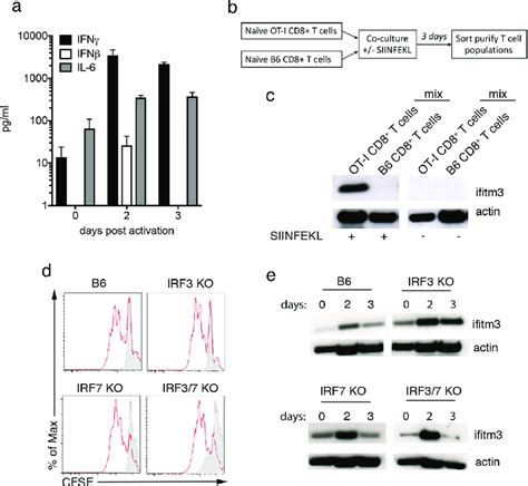 Activation Induced Up Regulation Of Ifitm Expression By T Cells Is Not