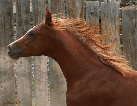 This Certainly Is A Gorgeous Chestnut Arabian Its Mane Flowing As He