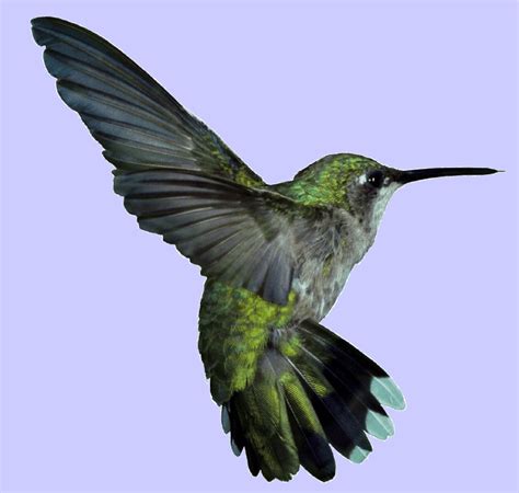 Jamaicas National Bird The Doctor Bird Bird Hummingbird Birds