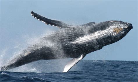 Las ballenas ayudan a enfriar la Tierra y frenar el cambio climático