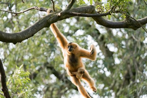 8 Of The Most Adorable Tree Dwelling Animals On Earth The Environmentor