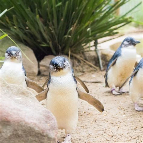 See not just one or two but hundreds of waddling, 12-inch-tall, furry ...