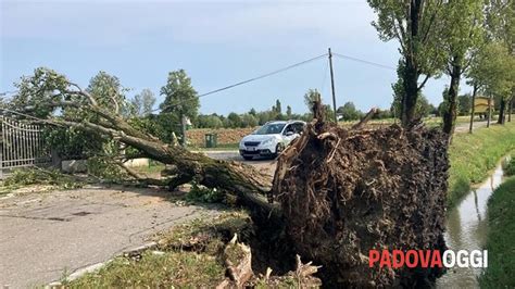 A Vigonza Si Fa La Conta Dei Danni Del Maltempo Trenta Alberi Crollati