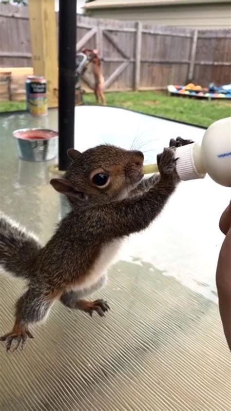 How To Care For A Baby Ground Squirrel Judi Fulmer