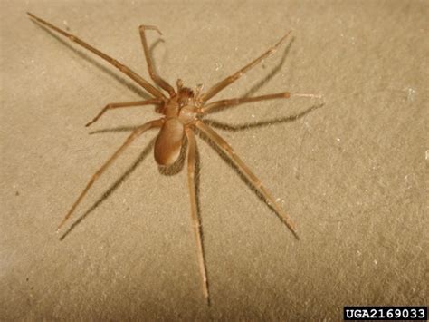 Common Spiders of Missouri: Identification, Benefits, and Concerns ...