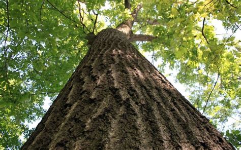 The White Oak Tree Quercus Alba S Majestic Presence Curb Wise