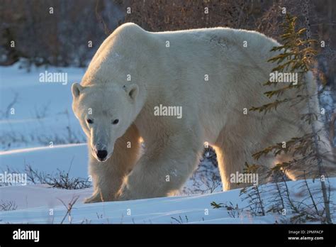 Polar Bear Ursus Maritimus Walks In Snow In The Sunlight On The