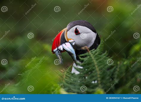 Puffin Food Stock Image Image Of Cliff Ocean Bonding 283094167