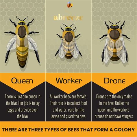 Queen Bee Size Comparison