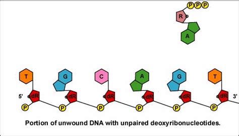 Molecular Biology What Makesbreaks The Hydrogen Bonds Between Dna