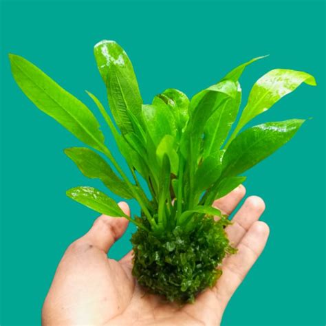 Jual Amazon Sword Moss Pelia Media Wabikusa Tanaman Aquascape Shopee