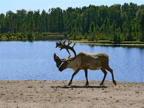 26 Stunning Images of Woodland Animals in Their Natural Habitat ...