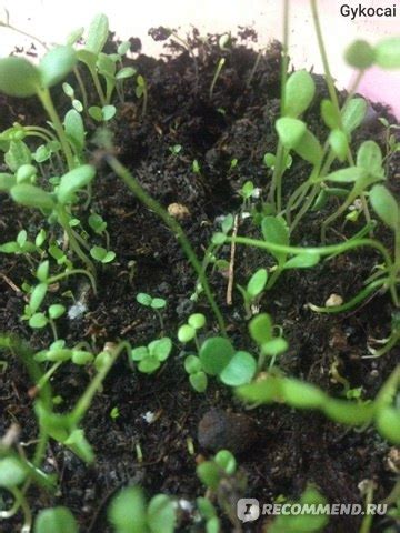 Великолепная для рабаток СМЕСЬ НИЗКИХ МНОГОЛЕТНИКОВ Цветочный коктейль ...