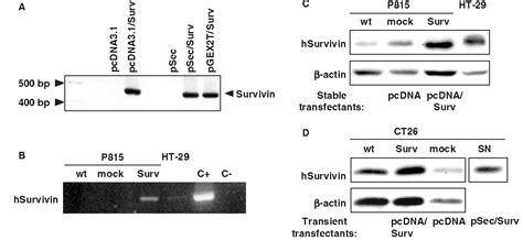 Figure From Naked Dna Immunization As An Approach To Target The