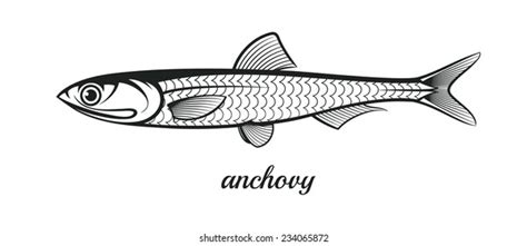 1 468 Anchovy Drawing Images Stock Photos Vectors Shutterstock