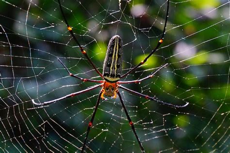 Premium Photo | Close-up of orb-weaving spider on web