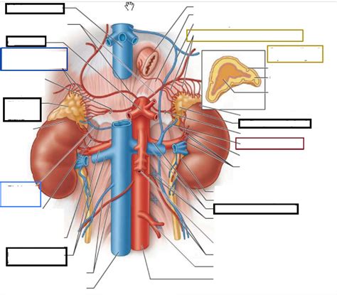 Abdomen Diagram Quizlet