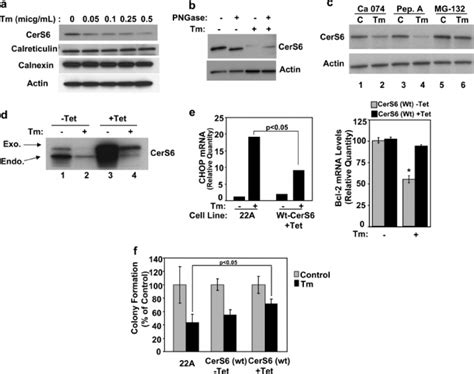 Tunicamycin Induced Atf Activation Is Partially Mediated By