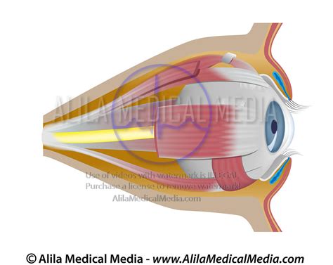 Alila Medical Media Eye Orbit Unlabeled Medical Illustration