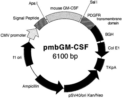 Construction Of The Mbgm Csf Plasmid Vector Phook Was The Commercial