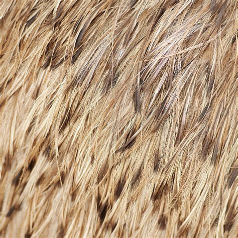 Australian Emu Feathers Photograph By Rob Downer Pixels