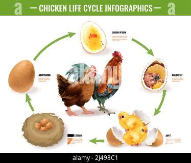 Il ciclo di vita del pollo è caratterizzato da una composizione