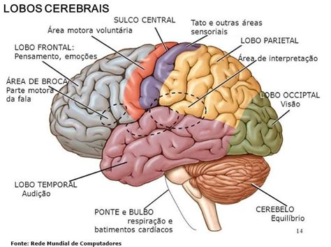 Estrutura Do Cerebro Pesquisa Google Lobos Cerebrais Anatomia Do