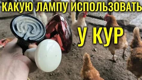 Какая Инфракрасная Лампа лучше для курятника - чёрная керамическая или ...