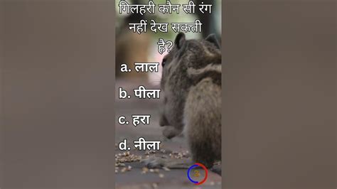 गिलहरी कौन सी रंग नहीं देख सकती है Gkquestions Gkinhindi Fact