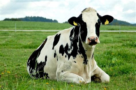 Resting Holstein Cow — Stock Photo © Tepic 4656157