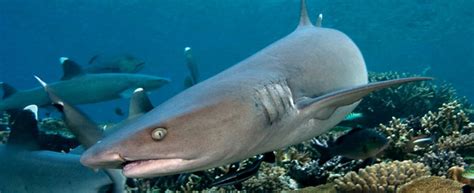 Whitetip reef shark - The Great Fiji Shark Count